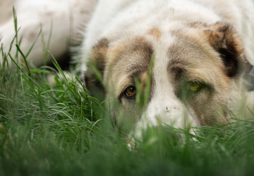 犬のフィラリアってどういう病気？原因や治療法、予防策などを解説【獣医師監修】