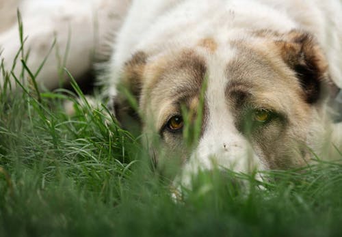 犬のフィラリアってどういう病気 原因や治療法 予防策などを解説 獣医師監修 わんクォール