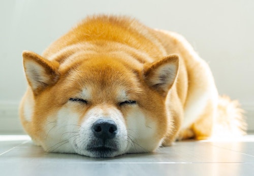 犬のお腹がキュルキュル鳴る原因は 考えられる病気と病院に連れていくべき症状 対処法について解説 獣医師監修 わんクォール 犬のお腹がキュルキュル鳴る原因は 考えられる病気と病院に連れていくべき症状 対処法について解説 獣医師監修 わんクォール