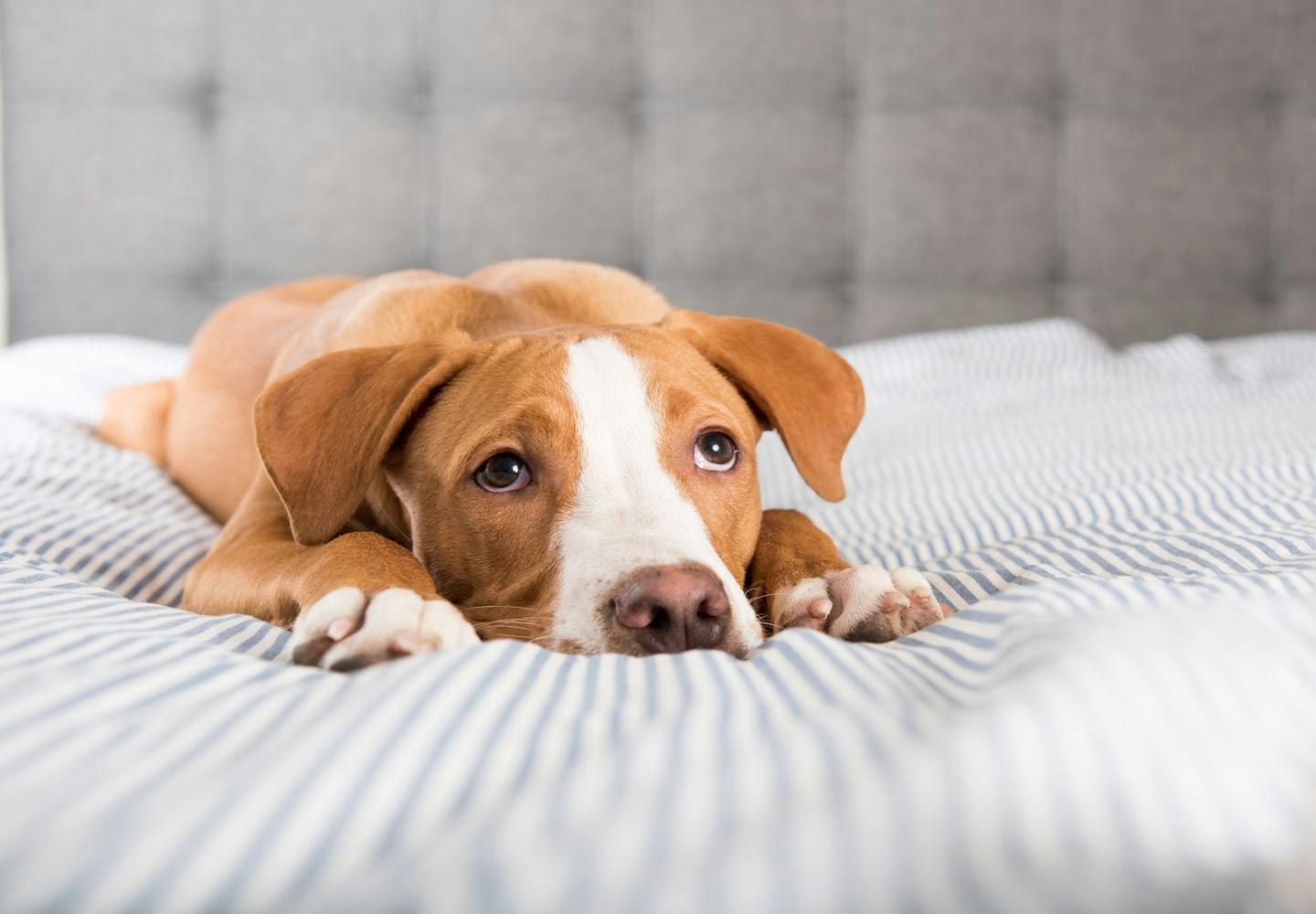 犬にピーマンを食べさせても大丈夫 与える際の注意点や適量 健康面のメリットについて解説 獣医師監修 Illness 病気 わんクォール