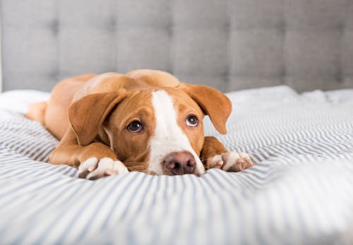 犬はピーマンを食べても大丈夫 与える際の注意点やおすすめの調理法 適量について解説 獣医師監修 わんクォール 犬はピーマンを食べても大丈夫 与える際の注意点やおすすめの調理法 適量について解説 獣医師監修 わんクォール