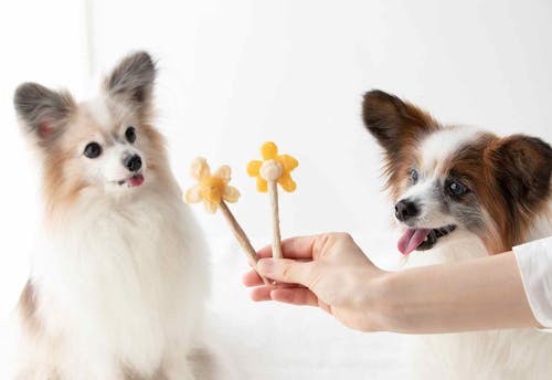 材料2つ 愛犬用ペーストおやつを絞って凍らせるだけ 見た目も可愛いアイスキャンディーの作り方 わんクォール 材料2つ 愛犬用ペーストおやつを絞って凍らせるだけ 見た目も可愛いアイスキャンディーの作り方 わんクォール