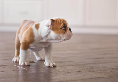 犬が落ち着きがなくウロウロしている 様子がおかしい原因や病気の可能性について解説 獣医師監修 わんクォール 犬が落ち着きがなくウロウロしている 様子がおかしい原因や病気の可能性について解説 獣医師監修 わんクォール