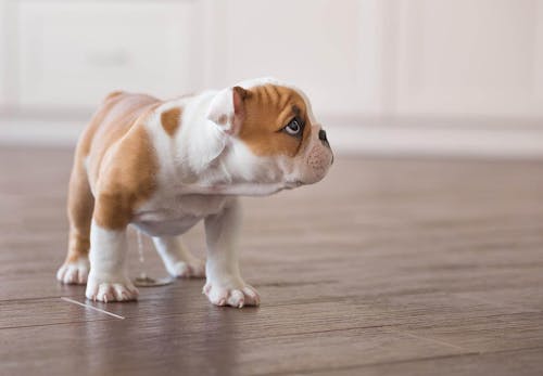 落ち着きがなくウロウロ 犬がおかしな行動をする原因は 対処法と病院に行くべき症状を解説 獣医師監修 わんクォール 落ち着きがなくウロウロ 犬がおかしな行動をする原因は 対処法と病院に行くべき症状を解説 獣医師監修 わんクォール