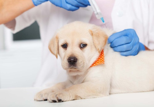 子犬に必要なワクチンを早見表で紹介！接種する理由や散歩に行けるようになる時期とは？【獣医師監修】