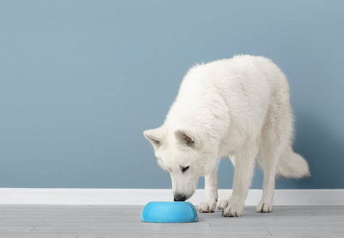 犬は水道水やミネラルウォーターを飲んでも大丈夫 注意点や与えるのがngな種類について解説します 獣医師監修 わんクォール 犬は水道水やミネラルウォーターを飲んでも大丈夫 注意点や与えるのがngな種類について解説します 獣医師監修 わんクォール