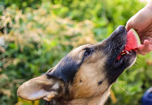 犬にスイカを食べさせても大丈夫 適量や注意点 正しい与え方を解説 獣医師監修 わんクォール