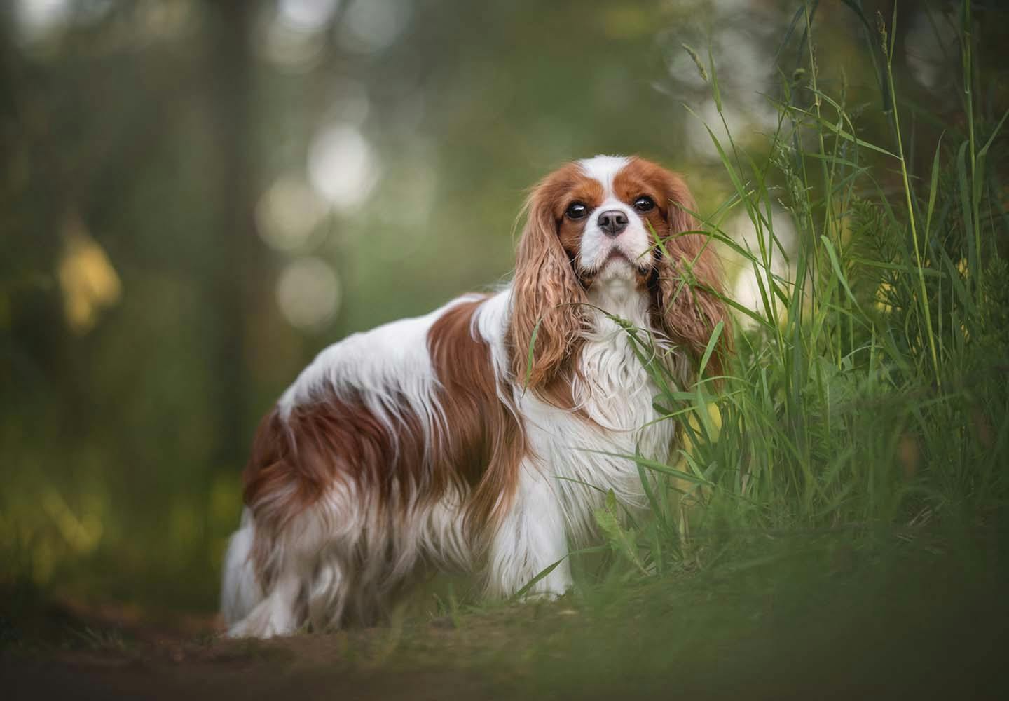 犬の耳が赤いのは外耳炎かも 原因や対処法 病院に行くタイミングについて解説 獣医師監修 Illness 病気 わんクォール