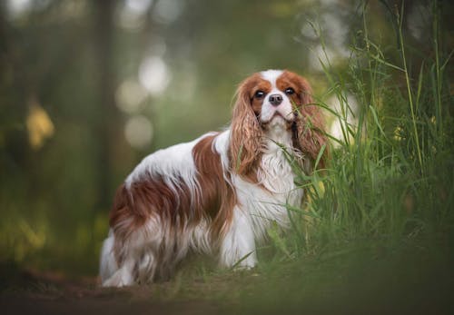 犬の耳が赤いのは外耳炎かも 原因や対処法 病院に行くタイミングについて解説 獣医師監修 わんクォール 犬の耳が赤いのは外耳炎かも 原因や対処法 病院に行くタイミングについて解説 獣医師監修 わんクォール