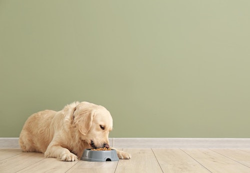 犬が食べてはいけない危険な食べ物って？注意すべき理由と誤食してしまったときの対処法を解説【獣医師監修】