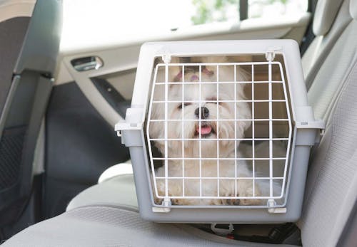 犬を車に乗せる際の注意点は 知っておきたい交通ルールや必要なグッズについて解説 獣医師監修 わんクォール