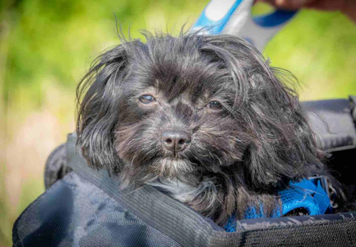 犬を自転車に乗せてもいい 注意点や便利なグッズについて解説します 獣医師監修 わんクォール 犬を自転車に乗せてもいい 注意点や便利なグッズについて解説します 獣医師監修 わんクォール