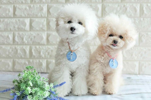 簡単10分 100均アイテムで愛犬のオシャレな迷子札を手作りしよう 身につけておけば いざと言う時にも安心 わんクォール 簡単10分 100均アイテムで愛犬のオシャレな迷子札を手作りしよう 身につけておけば いざと言う時にも安心 わんクォール