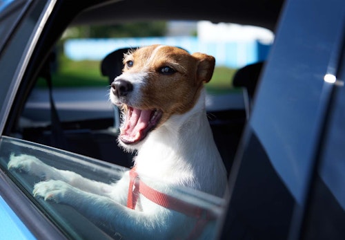 犬を車に乗せる際の注意点は？知っておきたい交通ルールや必要なグッズについて解説【獣医師監修】