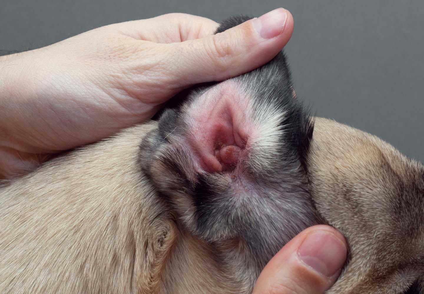 犬の耳が赤いのは外耳炎かも 原因や対処法 病院に行くタイミングについて解説 獣医師監修 わんクォール