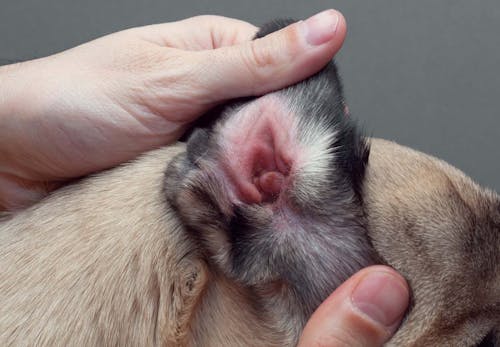 犬の耳が赤いのは外耳炎かも 原因や対処法 病院に行くタイミングについて解説 獣医師監修 わんクォール 犬の耳が赤いのは外耳炎かも 原因や対処法 病院に行くタイミングについて解説 獣医師監修 わんクォール