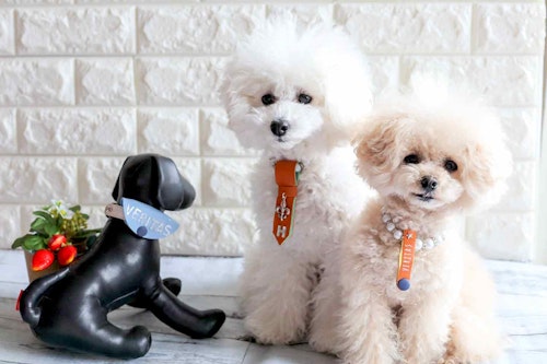 簡単10分 100均アイテムで愛犬のオシャレな迷子札を手作りしよう 身につけておけば いざと言う時にも安心 わんクォール 簡単10分 100均アイテムで愛犬のオシャレな迷子札を手作りしよう 身につけておけば いざと言う時にも安心 わんクォール