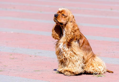 犬の耳が赤いのは外耳炎かも 原因や対処法 病院に行くタイミングについて解説 獣医師監修 わんクォール 犬の耳が赤いのは外耳炎かも 原因や対処法 病院に行くタイミングについて解説 獣医師監修 わんクォール