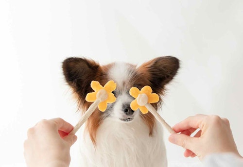 愛犬用花形アイスキャンディー　おうち時間