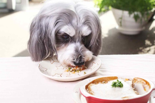 作業時間15分 ヘルシーな山芋ドリアで愛犬も元気もりもり トースターを使った簡単4stepレシピ わんクォール 作業時間15分 ヘルシーな山芋ドリアで愛犬も元気もりもり トースターを使った簡単4stepレシピ わんクォール