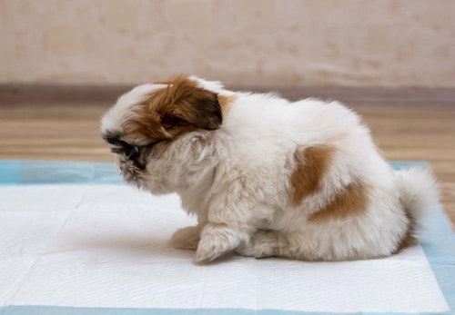 犬が頻繁におしりを舐める理由とは 考えられる病気と病院に行くべき異変のサインについて解説します 獣医師監修 わんクォール 犬が頻繁におしりを舐める理由とは 考えられる病気と病院に行くべき異変のサインについて解説します 獣医師監修 わんクォール