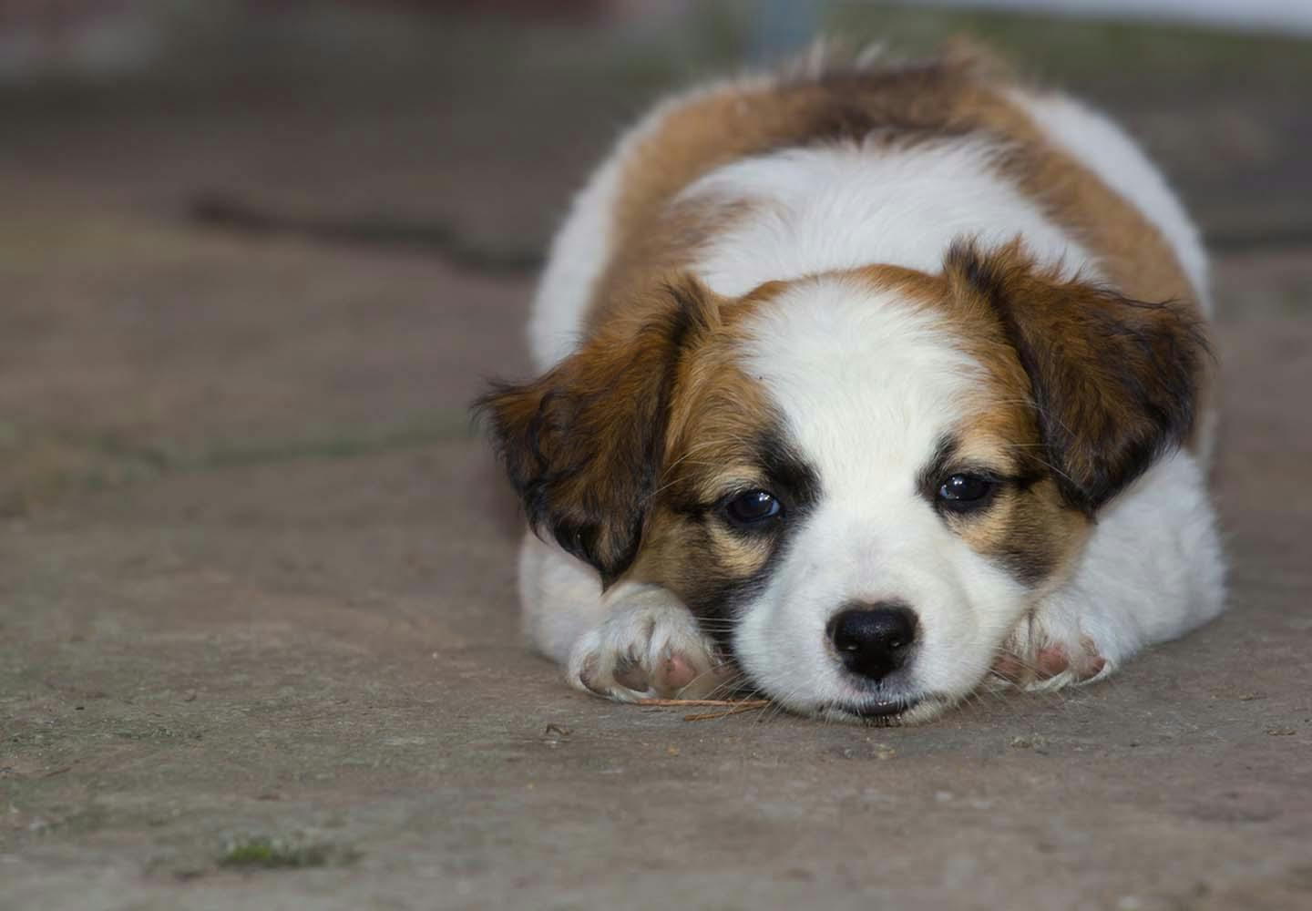 犬がため息をつく理由は その裏にある犬の気持ちと病気の可能性について解説 獣医師監修 Communication コミュニケーション わんクォール