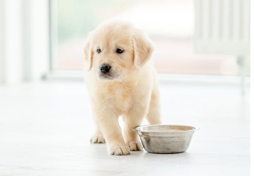 犬が食べると危険な食べ物まとめ 注意すべき理由と誤食してしまったときの対処法を解説 獣医師監修 わんクォール 犬が食べると危険な食べ物まとめ 注意すべき理由と誤食してしまったときの対処法を解説 獣医師監修 わんクォール