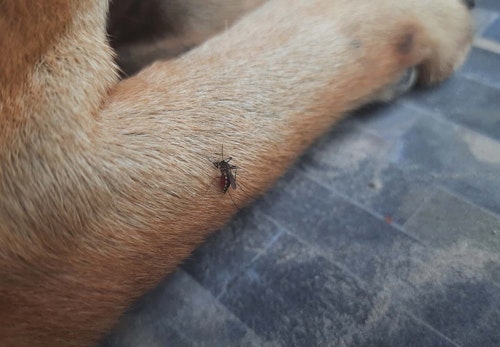 蚊に噛まれた犬