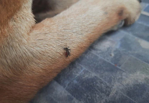 犬のフィラリアってどういう病気 原因や治療法 予防策などを解説 獣医師監修 わんクォール 犬のフィラリアってどういう病気 原因や治療法 予防策などを解説 獣医師監修 わんクォール