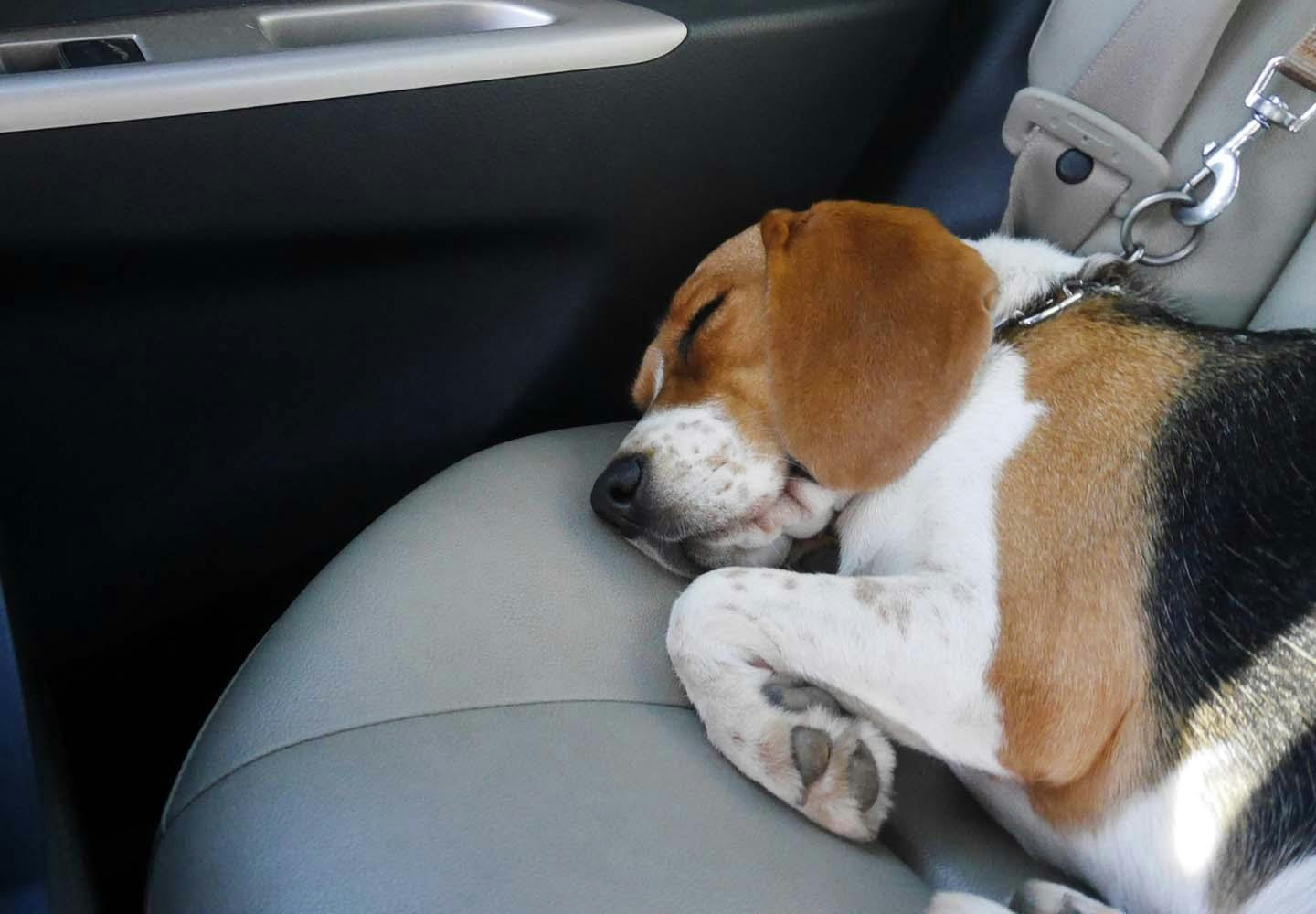 犬が車酔いをする原因は 主な症状や対処法 予防策について解説 獣医師監修 わんクォール