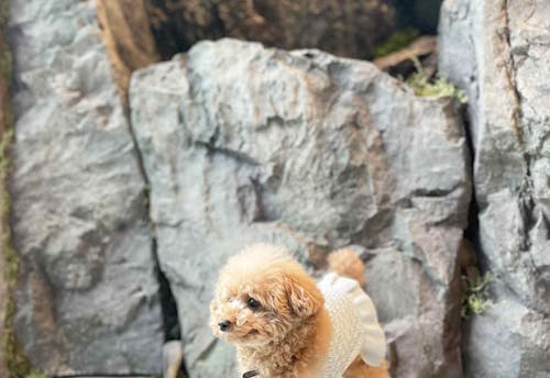 全店犬連れ可 カフェ好きな飼い主さんにオススメしたい最新激アツスポット3選 わんクォール 全店犬連れ可 カフェ好きな飼い主さんにオススメしたい最新激アツスポット3選 わんクォール