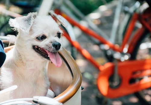 犬を自転車に乗せてもいい？注意点や便利なグッズについて解説します【獣医師監修】