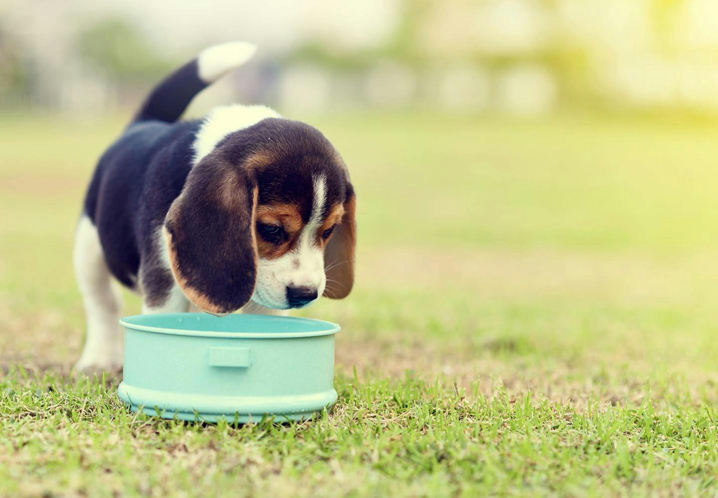 犬はアスパラガスを食べても大丈夫 1日の適量やおすすめの与え方 注意点などについて解説 獣医師監修 わんクォール