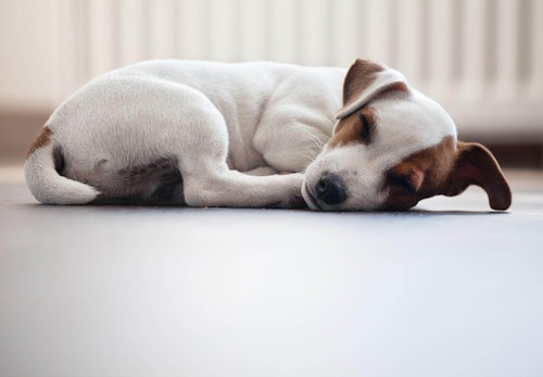 犬のお腹がキュルキュル鳴る原因は 考えられる病気と病院に連れていくべき症状 対処法について解説 獣医師監修 わんクォール 犬のお腹がキュルキュル鳴る原因は 考えられる病気と病院に連れていくべき症状 対処法について解説 獣医師監修 わんクォール