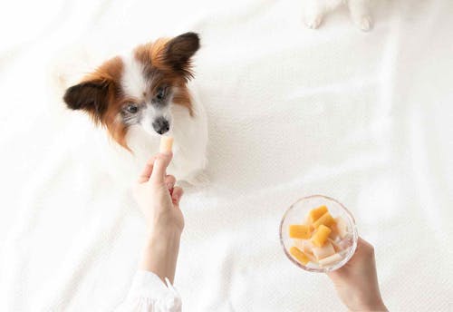 超簡単レシピ 愛犬用ペーストおやつを凍らせるだけ 調理不要のキューブアイスの作り方 わんクォール