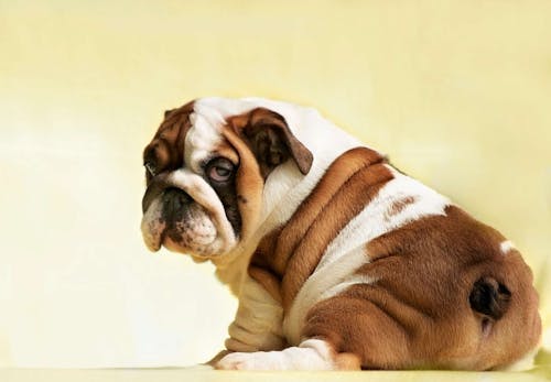 犬が頻繁におしりを舐める理由とは 考えられる病気と病院に行くべき異変のサインについて解説します 獣医師監修 わんクォール 犬が頻繁におしりを舐める理由とは 考えられる病気と病院に行くべき異変のサインについて解説します 獣医師監修 わんクォール