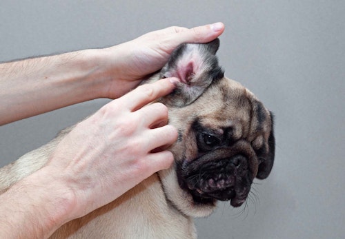 犬の耳が赤いのは外耳炎かも 原因や対処法 病院に行くタイミングについて解説 獣医師監修 わんクォール 犬の耳が赤いのは外耳炎かも 原因や対処法 病院に行くタイミングについて解説 獣医師監修 わんクォール