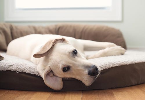 犬のクッシング症候群とは 原因と治療法 6歳以降は特に注意が必要な理由について解説 獣医師監修 わんクォール 犬のクッシング症候群とは 原因と治療法 6歳以降は特に注意が必要な理由について解説 獣医師監修 わんクォール