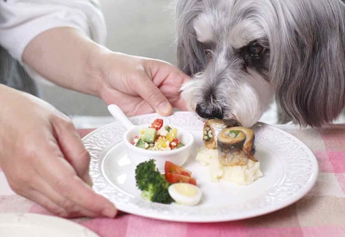 15分で2品完成 香りが食欲を刺激する いわしのくるくる巻きと豆腐サラダの愛犬健康レシピ わんクォール