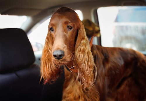 犬が車酔いをする原因は 主な症状や対処法 予防策について解説 獣医師監修 わんクォール 犬が車酔いをする原因は 主な症状や対処法 予防策について解説 獣医師監修 わんクォール