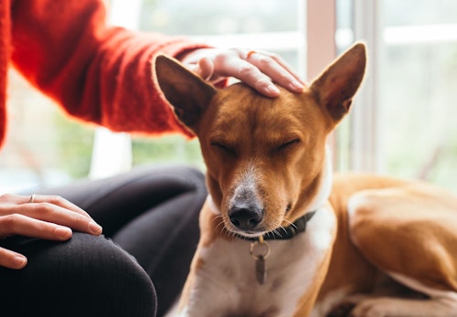 犬のクッシング症候群とは 原因と治療法 6歳以降は特に注意が必要な理由について解説 獣医師監修 わんクォール 犬のクッシング症候群とは 原因と治療法 6歳以降は特に注意が必要な理由について解説 獣医師監修 わんクォール