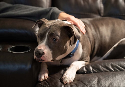 子犬に必要なワクチンを早見表で紹介 接種する理由や散歩に行けるようになる時期とは 獣医師監修 わんクォール 子犬に必要なワクチンを早見表で紹介 接種する理由や散歩に行けるようになる時期とは 獣医師監修 わんクォール