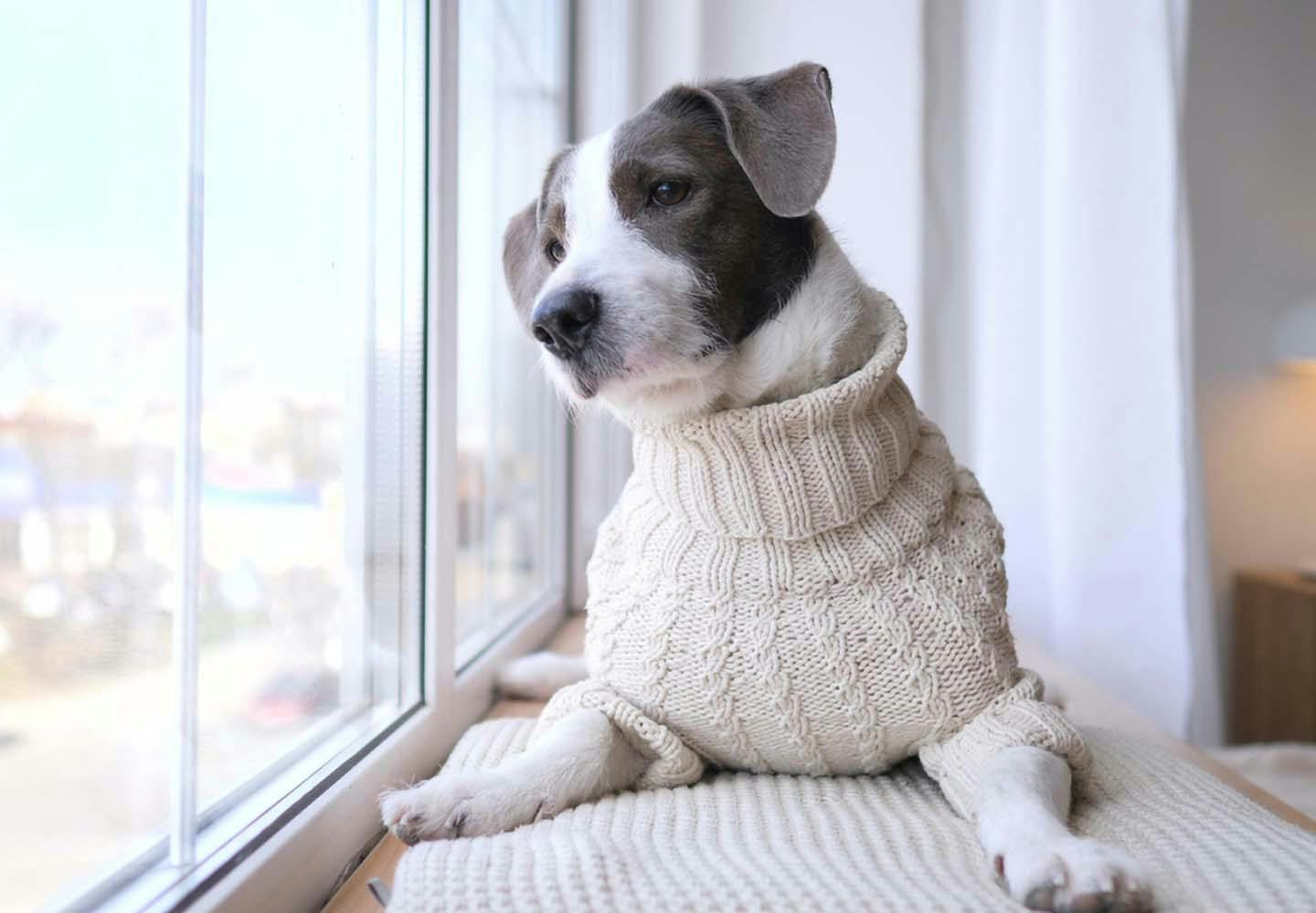 犬がため息をつく理由は その裏にある犬の気持ちと病気の可能性について解説 獣医師監修 Communication コミュニケーション わんクォール