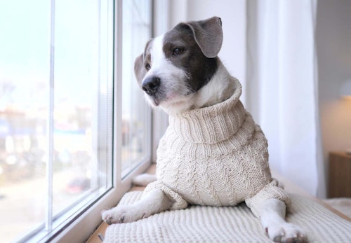 犬がため息をつく理由は ため息をつきやすい犬種や その裏にある犬の気持ちについて解説 獣医師監修 わんクォール 犬がため息をつく理由は ため息をつきやすい犬種や その裏にある犬の気持ちについて解説 獣医師監修 わんクォール