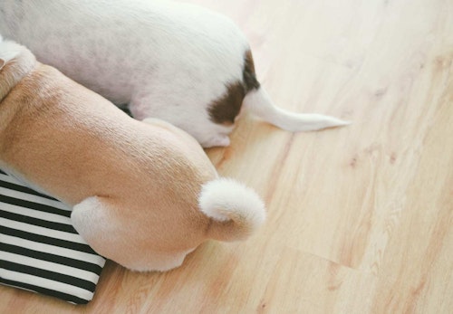 犬が頻繁におしりを舐める理由とは 考えられる病気と病院に行くべき異変のサインについて解説します 獣医師監修 わんクォール 犬が頻繁におしりを舐める理由とは 考えられる病気と病院に行くべき異変のサインについて解説します 獣医師監修 わんクォール