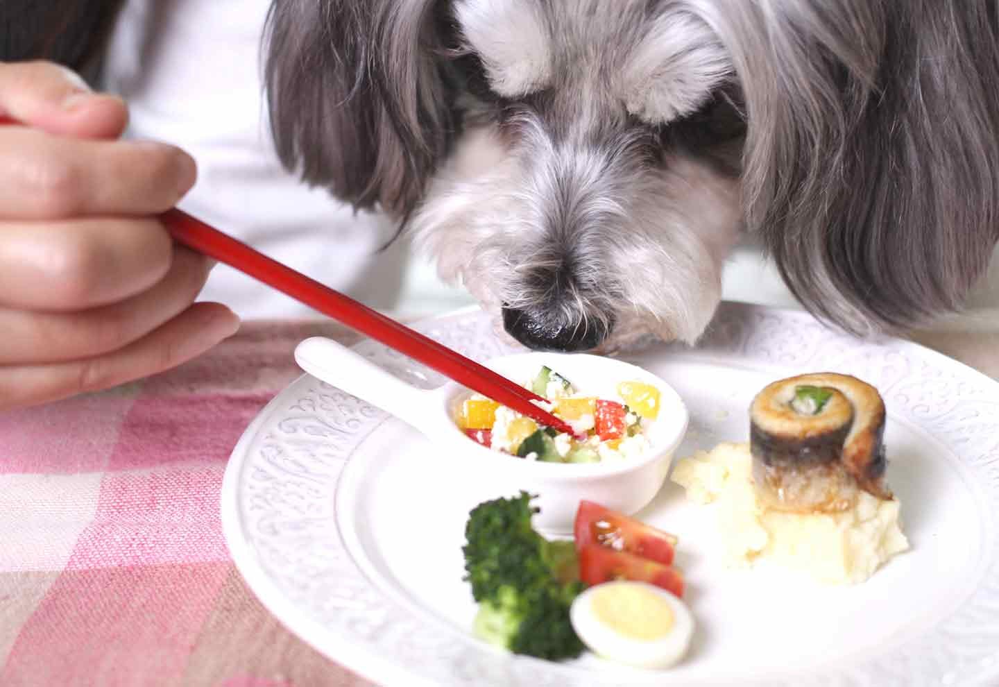 愛犬用いわしのくるくる巻きプレートを食べるシュナウザー