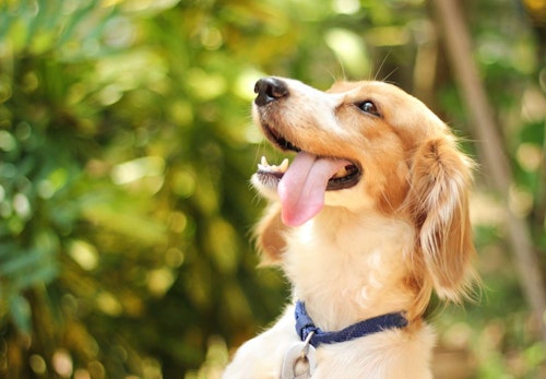 犬の息が荒い原因は？病気や熱中症の可能性、対処法について解説します【獣医師監修】