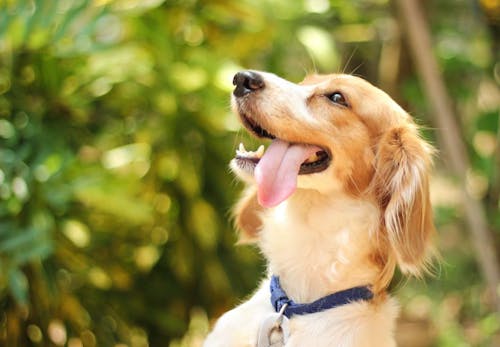 犬の息が荒い原因は 病気や熱中症の可能性 対処法について解説します 獣医師監修 わんクォール