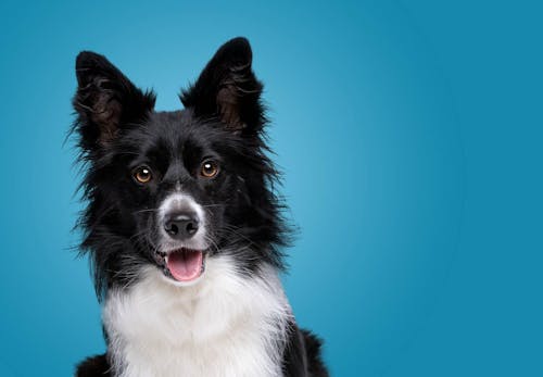 犬の息が荒い原因は 病気や熱中症の可能性 対処法について解説します 獣医師監修 わんクォール 犬の息が荒い原因は 病気や熱中症の可能性 対処法について解説します 獣医師監修 わんクォール