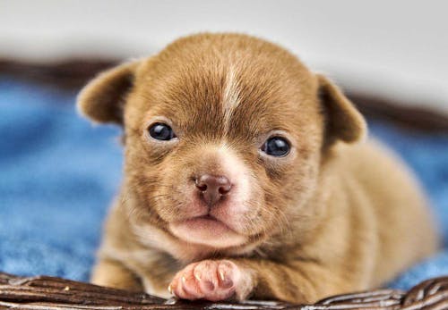 犬の目が白いのは白内障 見極めるポイントと病院に連れて行くべき症状について解説 獣医師監修 わんクォール 犬の目が白いのは白内障 見極めるポイントと病院に連れて行くべき症状について解説 獣医師監修 わんクォール